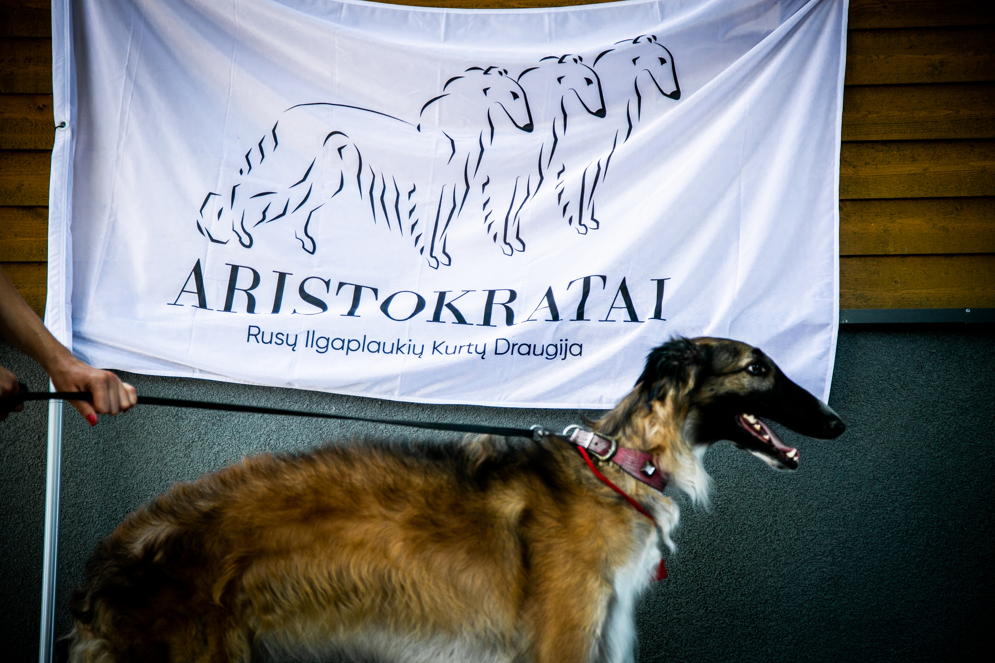 RUDENS STOVYKLĖLĖ VAIKAMS KAUNE Lapkričio 3-6 d. - Image 3